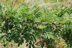 Image result for Acacia gerrardii