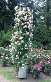 The Portland Rose Garden Star Roses Plants Rose Garden Portland Garden Calendar Rose Trees