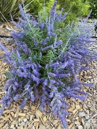 Image result for Perovskia atriplicifolia lacey blue lisslitt photo