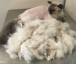 Severe matting can make your cat extremely uncomfortable and may even damage its skin or joints. How To Remove Cat Matts Cat Naps Cattery