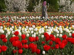 Tulip Garden Srinagar India Tulips Garden Spring Sign Spring Scene