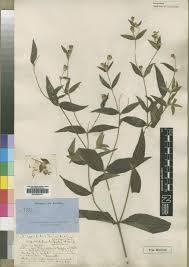 Image result for Aspilia mossambicensis