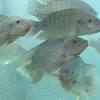 Burdette industries ⋆ burdette industries % helping fish farmers and aquaponics since 1976. 1
