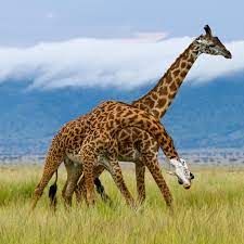 Can a horse mate with a zebra? Giraffe Facts Habitat Behavior Diet