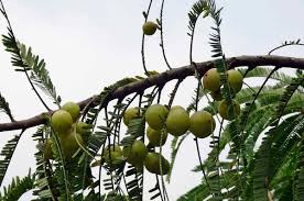 We also develop resources for beginning farmers and home. Most Profitable Fruit Farming In India Agri Farming