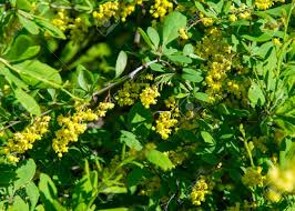 Check spelling or type a new query. Flowers Barberry A Thorny Shrub That Bears Yellow Flowers And Red Or Blue Black Berries Stock Photo Picture And Royalty Free Image Image 78706926