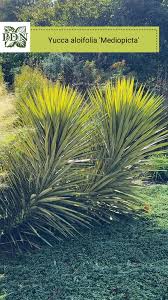 Image result for Tinnea rhodesiana