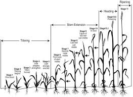 wheat growth stages