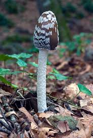 Image result for Coprinus sp.