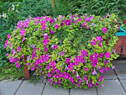 Planter bags are an inexpensive way to create a hanging flower or vegetable container garden. Abundance Of Plants With Purple Flowers In Big Pot Outdoor Stock Photo Picture And Royalty Free Image Image 88801031