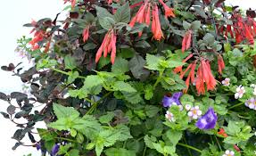 Dominant colors are red, white, blue, black and green. How To Create A Container Garden Fairview Garden Center