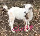 Nigerian dwarf goats - farm & garden - by owner - sale - craigslist