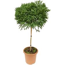 We did not find results for: Obi Sicheltanne Globosa Nana Hohe Ca 60 Cm Topf Ca 9 L Cryptomeria Japonica Kaufen Bei Obi