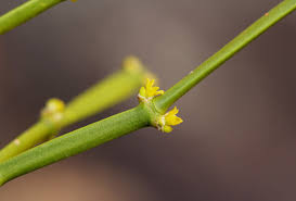 Image result for Viscum combreticola