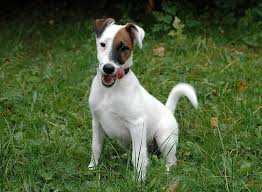 Image result for foxteriér hladkosrstý