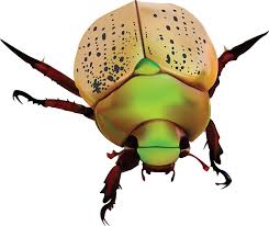 They typically have elytra that are dark or light bro. Australian Insect Postage Stamps On Behance