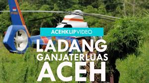 Penyisiran ladang ganja oleh aparat keamanan gabungan satuan narkoba polres lhokseumawe di pergunungan desa manyak sawang, sawang, aceh utara, provinsi aceh. Inilah Manfaat Dari Daun Ganja 1 By Good Vid