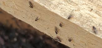Check spelling or type a new query. Insect And Bug Id Forum 1000 S Tiny Black Bugs With Wings Garden Org