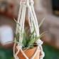 Macrame Air Plant Hanger Workshop