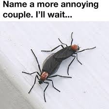 Florida Lovebug Season In 2020 Love Bugs Pest Solutions Florida