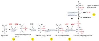 How is energy transferred and transformed in living systems? Chapter 11 Cellular Respiration Introduction To Molecular And Cell Biology