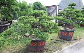 Juniper bonsai tree care guide there are over 50 different types of species of junipers or juniperus. Juniperus Bonsai Care Bonsaischule Wenddorf
