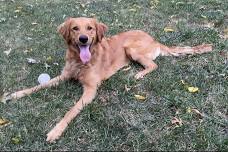 Barkfest - Celebrate National Dog Day!