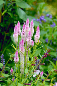 Image result for Celosia elegantissima