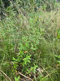 Image result for Scleria hispidula