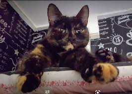 The cat dubbed 'tipsy' was just a whisker away from death when he was found near a tyre store in lowood, west of brisbane, at the weekend. Two Scots Pet Cats Die After Being Poisoned With Antifreeze In Fife Daily Record