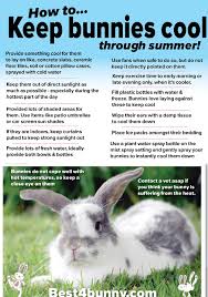 How To Keep Your Bunny Cool In This Hot Weather Pet Bunny Rabbits Pet Rabbit Care Bunny Care