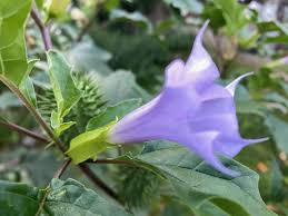 Image result for durman obecný květ