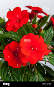 Image result for Impatiens wallerana