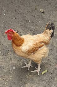 Dikandang ternakkan ayam kampung kacuk juga bersama my big bos & abg din cino. Warisan Petani Anak Ayam Turun Tanah