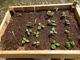 How far apart to plant zucchini and tomatoes. Didn T Know What I Was Doing And Planted A Bunch Of Different Veggies Too Close Together How Many More Of These Do I Have To Build To Accommodate A Few Tomatoes 6
