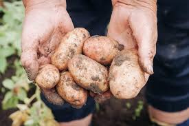 La risposta varia ovviamente in base al tipo: Quanto Produce Una Pianta Di Patate Eccoquanto