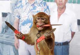 Stg, Shot Show, And Knife Fighting Monkeys Oh My! | Hill & Mac Gunworks