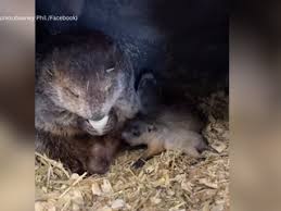Did you know Punxsutawney Phil is a dad? What we know about his kids on Groundhog Day.