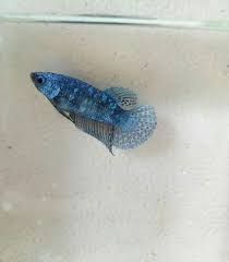 Female Avatar Betta Fish Beautiful Fish Betta