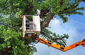 Find great things to do. Save On San Diego Tree Service Lowest Cost Tree Removal Tree Trimming In San Diego Ca