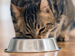 The 11 best slow feeder cat bowls 2021 stop vomiting now Best Cat Bowls In 2019 Dr Catsby S Our Pets Urpower And More