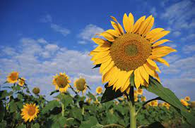 Biji bunga matahari yang akan digunakan sebagai untuk bahan makanan. Manfaat Bunga Matahari Kumeok Memeh Dipacok
