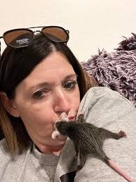 Opossum rescue and care with nutrition tips