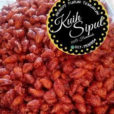 Siput sedut berbelang seperti yang saya guna hari ini, hanya dikenali sejak saya berpindah di sini sahaja. Resepi Kuih Siput Sambal Resepimyresepi Boloit Com