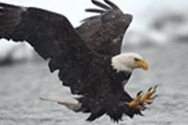 Maybe you would like to learn more about one of these? Der Weisskopfseeadler Tierlexikon Fur Kinder Geolino