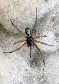 This neurotoxic protein is one of the most potent venoms secreted by treatment for serious reactions to a black widow spider's bite will be beyond the scope of most medical offices and urgent care centers. False Widow Spiders What Are They And What Do You Do If You Get Bitten Somerset Live
