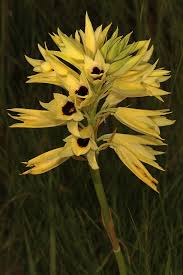 Image result for Orthochilus mechowii