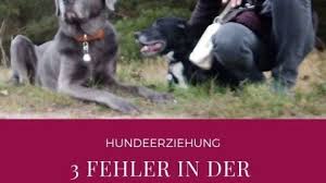 3 Haufige Fehler In Der Hundeerziehung Die Schlechtesten Tipps Vom Hundetrainer Midoggy Community In 2020 Hunde Hundeerziehung Hundetrainer