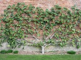 Spalierobst Anbauen Herrliche Idee Fur Den Kleinen Garten Baumgarten Spalier Baume Pflanzen