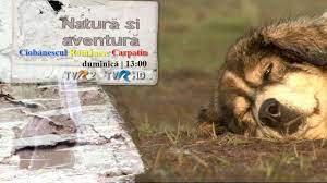Insa una dintre berze e un pic mai dezorientata si incurca traseul coletului. CiobÄnescul Romanesc Carpatin La NaturÄ Si AventurÄ Pe Tvr2 Si Tvr Hd Youtube